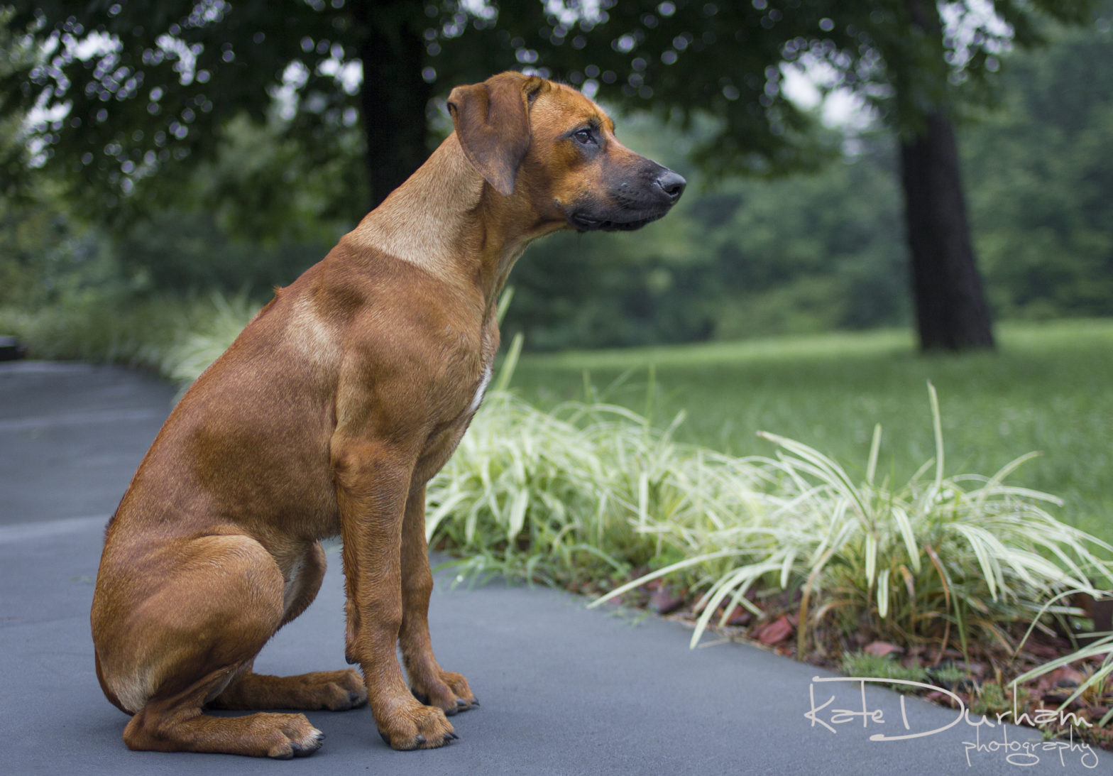 Chicora Rhodesian Ridgebacks Responsibly & Ethically Bred In Western