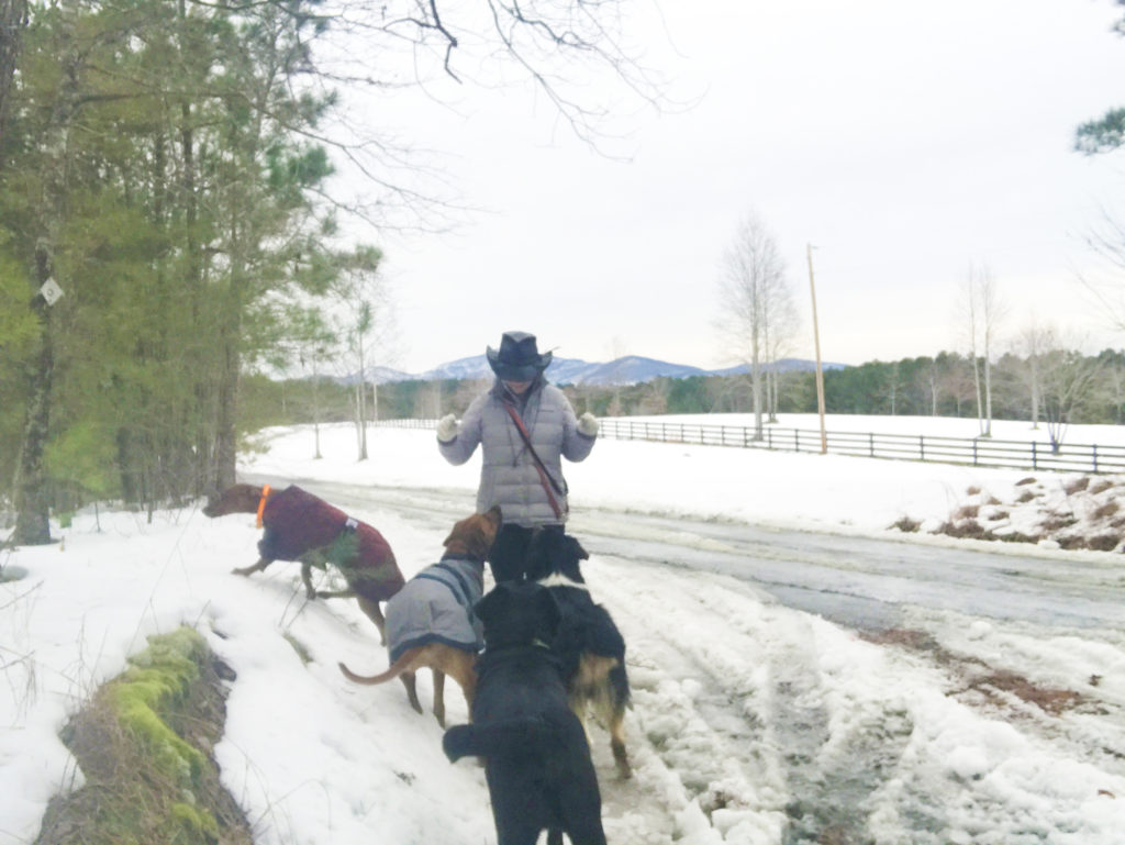 Chicora Rhodesian Ridgebacks – Responsibly & Ethically Bred In Western ...